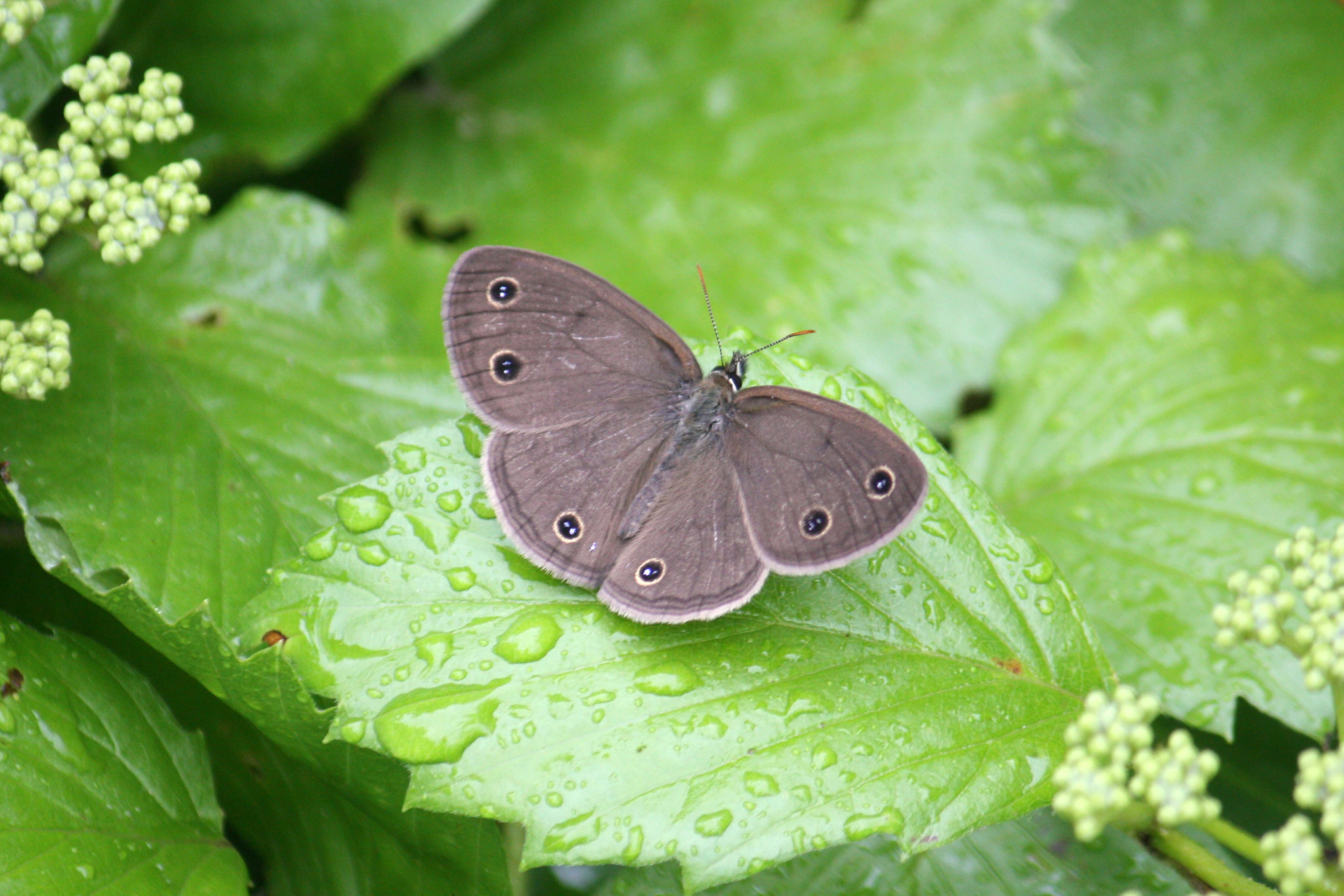 wood satyr butterfly