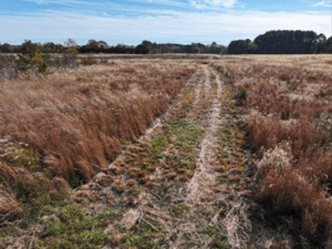 a freshly mowed trail through a grassy field