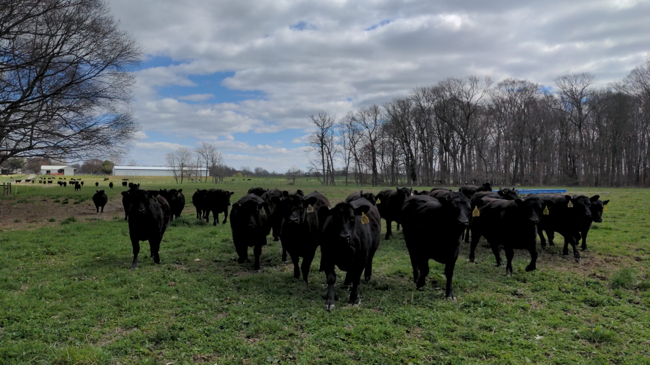 a dozen angus cattle stand in a field looking at the camera