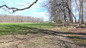 a field with trees to the right and a branch in the upper foreground