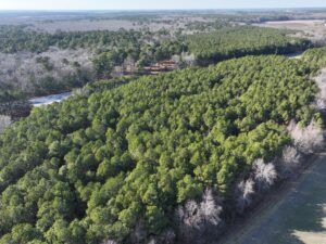 aerial view of green woods