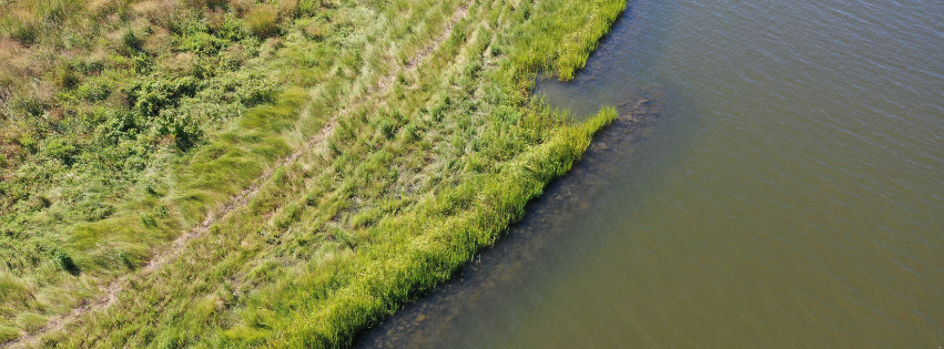 aerial view of the edge of a salt marsh next to a body of water