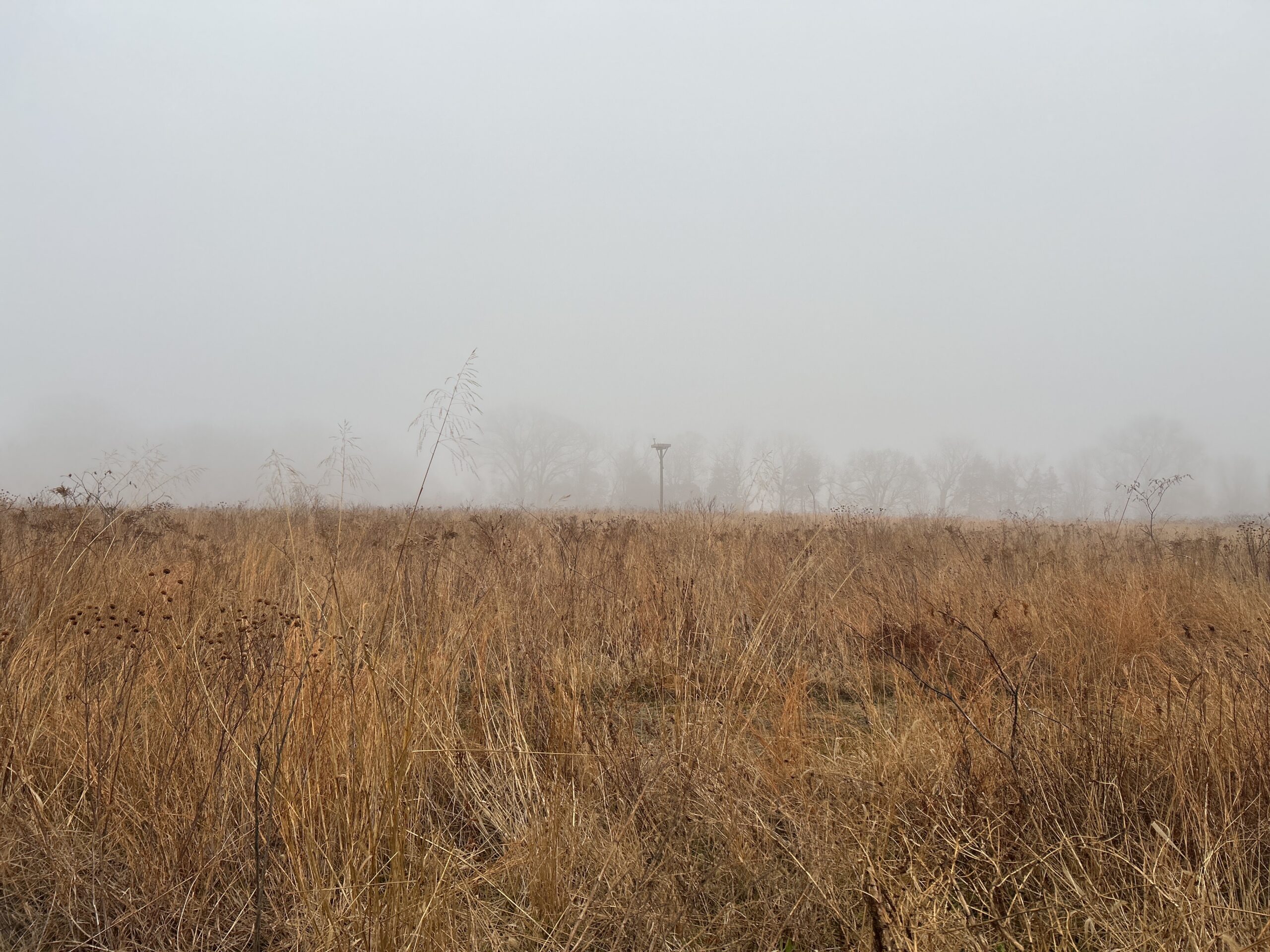 An osprey platform overlooks a Kent County meadow on a foggy morning in February, just weeks before this conserved land was rejuvenated with a prescribed burn.