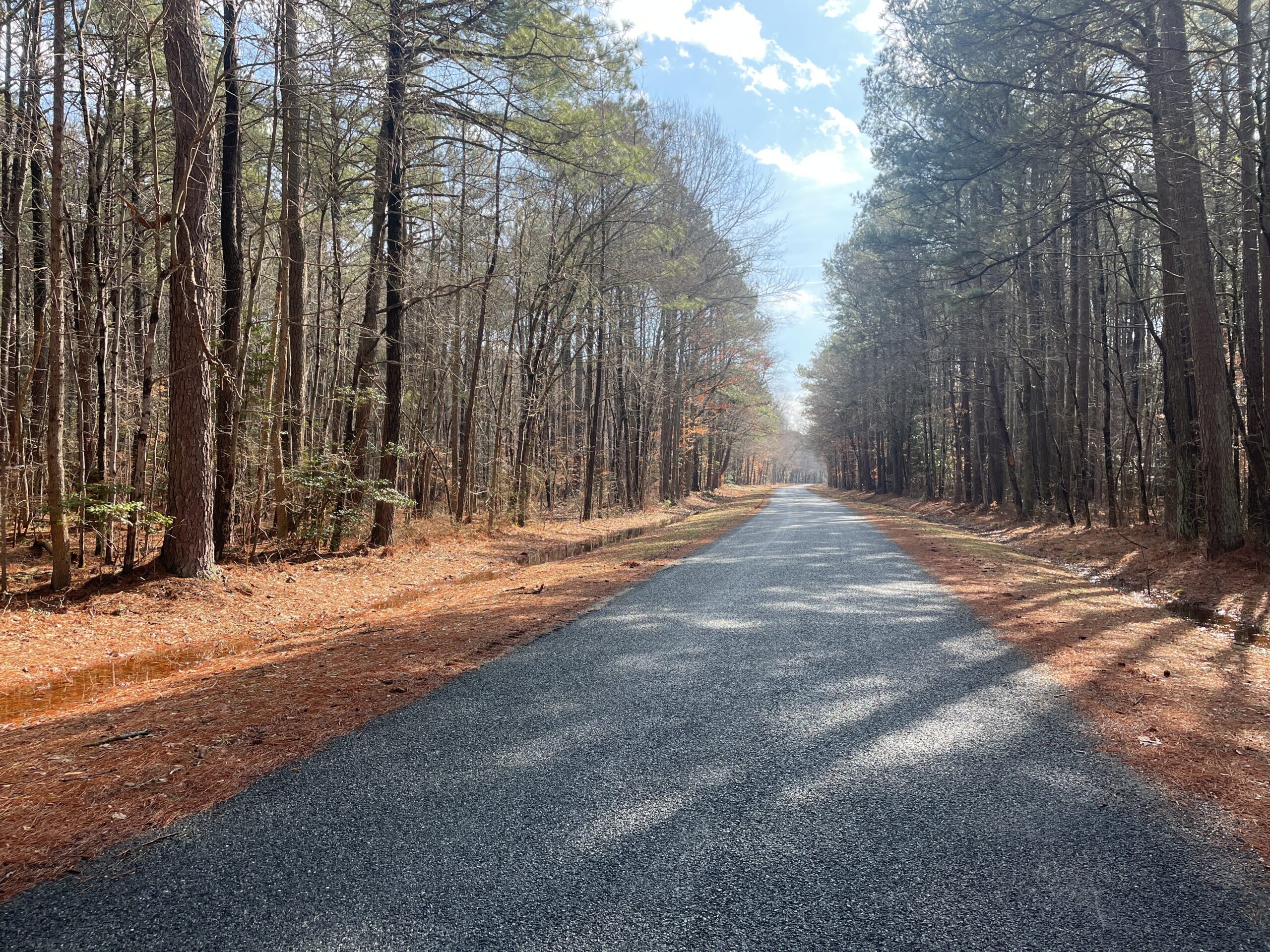 Conserved by ESLC in 2011, Mowbray Farm in Dorchester County protects an impressive 344+ acres of farmland and 380+ acres of forest, making for both wide open views and shady scenic drives through cathedral-high pines.
