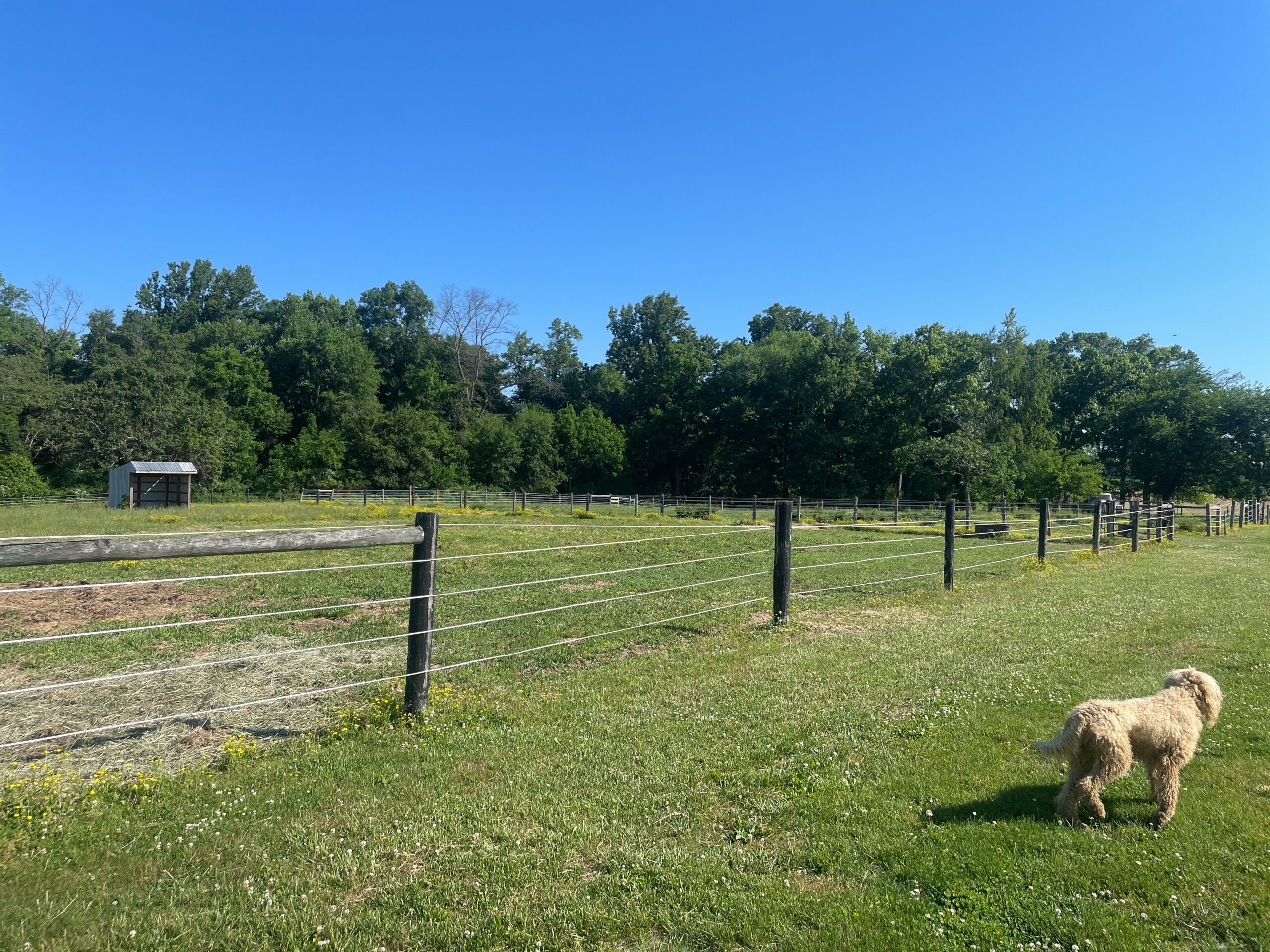 Furry friends make a habit of finding their way into our monitoring photos, and this Cecil County pup is no exception. More than 228 acres are protected on Earleville's Old Philadelphia Farm, conserved by ESLC through the Rural Legacy Program in 2001. This easement is home to protected forests, productive farm fields, and a whole apiary of honey bees.
